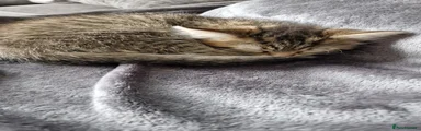 Maine Coon 3