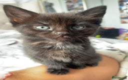 Mixed Breed cats for sale: 5 beautiful kittens ready to go! - Image 26