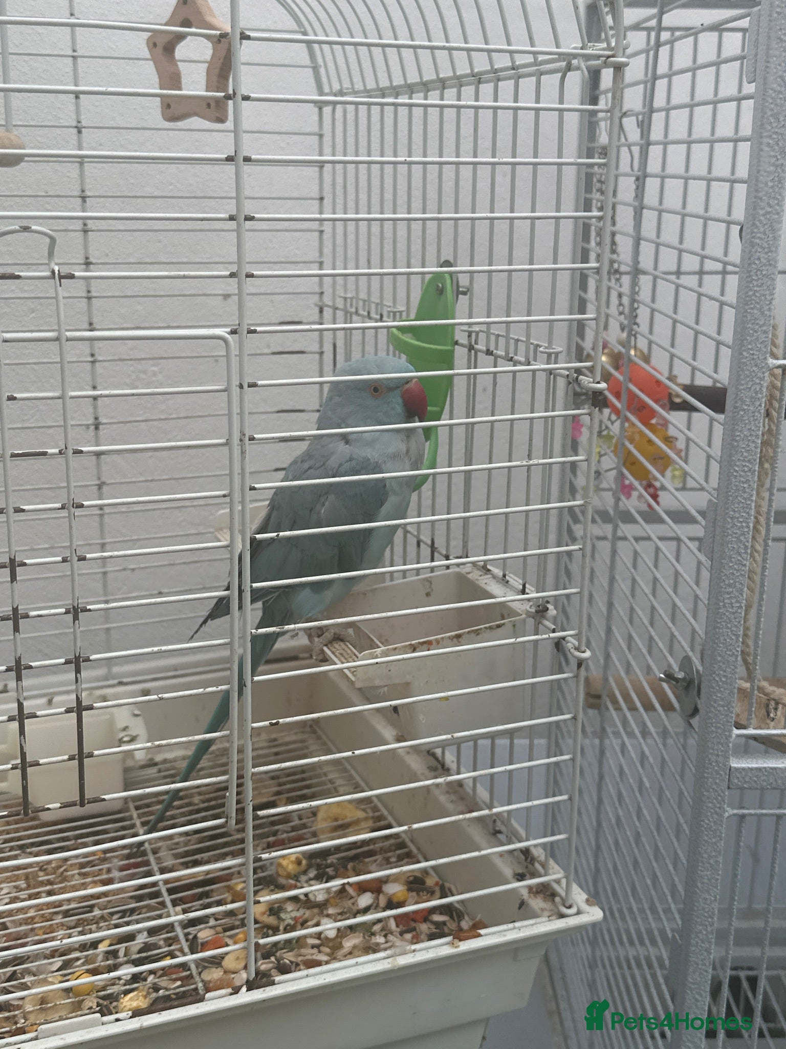 Ringnecks birds Blue Indian ring neck female  - Advert 1