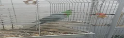 Ringnecks birds for sale: Blue Indian ring neck female  in London - Advert 1