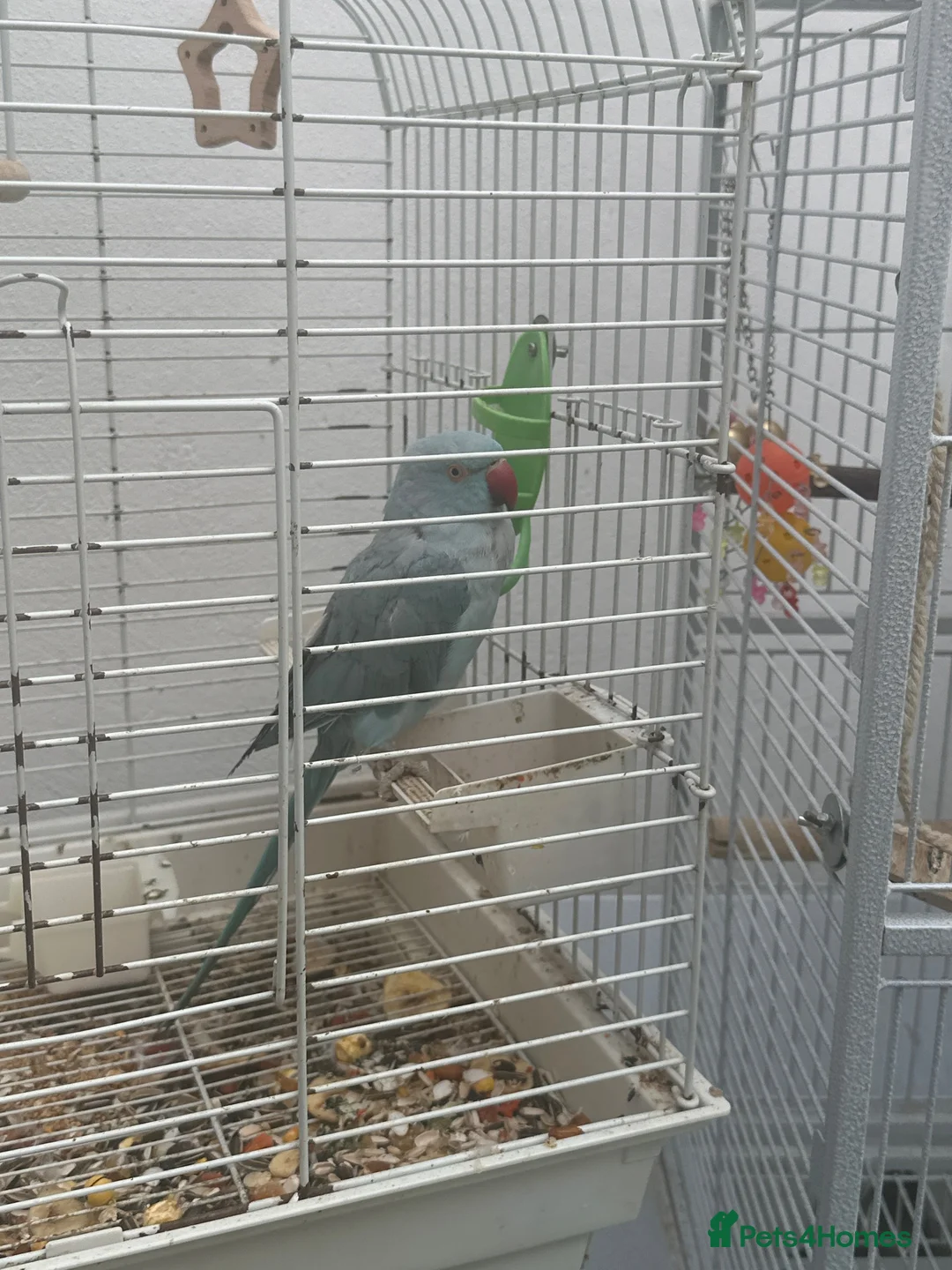 Ringnecks birds for sale: Blue Indian ring neck female  in London - Advert 1
