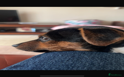 Jack Russell dogs for stud: Proven Short legged true  jack Russell for stud  in Eastleigh - Image 13