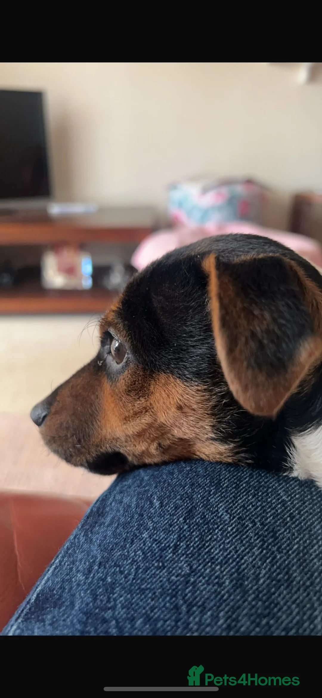 Jack Russell dogs for stud: Proven Short legged true  jack Russell for stud  in Eastleigh - Advert 13