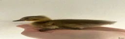 Ducks poultry for sale: Unsexed Indian Runner Ducklings - Advert 13