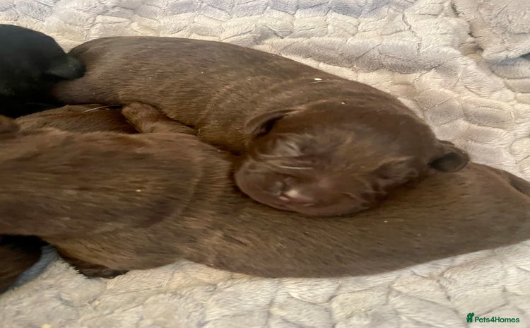 Labrador Retriever dogs - Advert 9