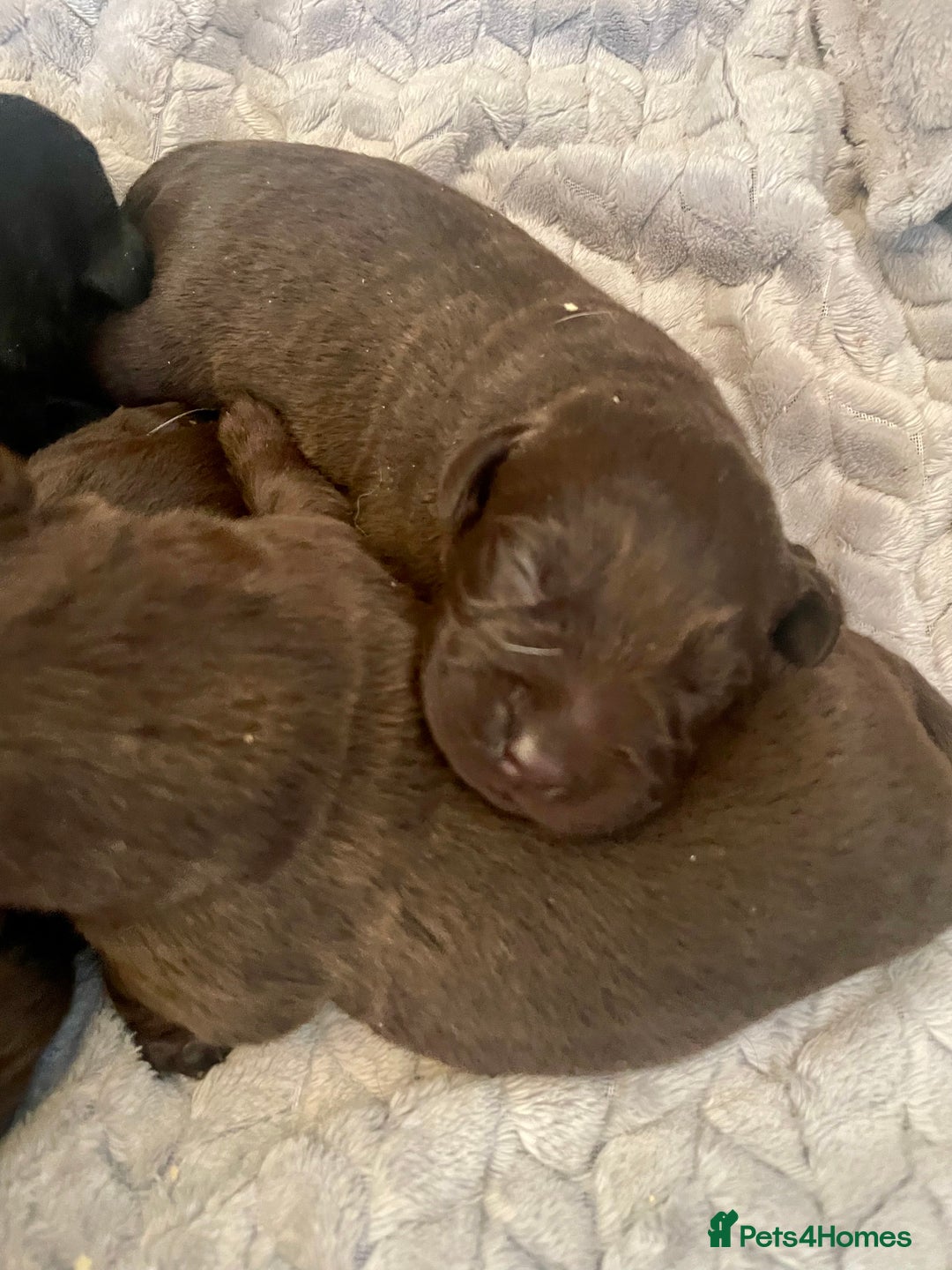 Labrador Retriever dogs for sale: LABRADOR PUPPIES 5 GEN ENHANCED PEDIGREE  - Image 1