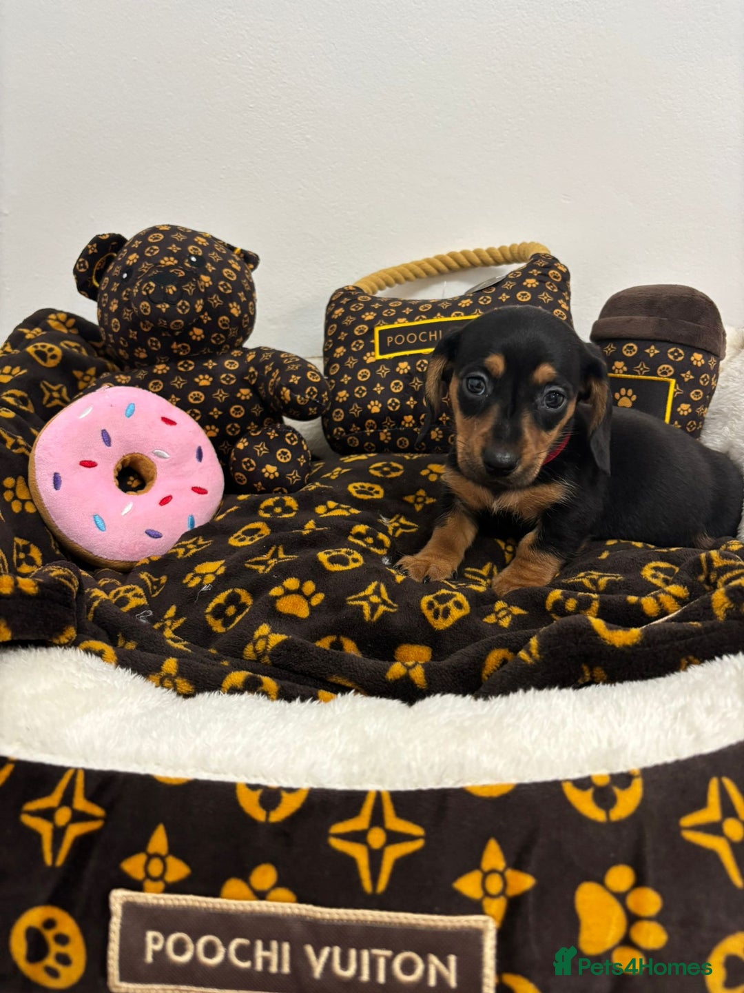 Miniature Dachshund dogs for sale: beautiful miniature dachshund puppies available  - Advert 21