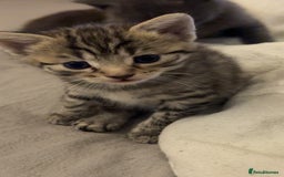 Mixed Breed cats for sale: 2 stunning kittens  - Image 1