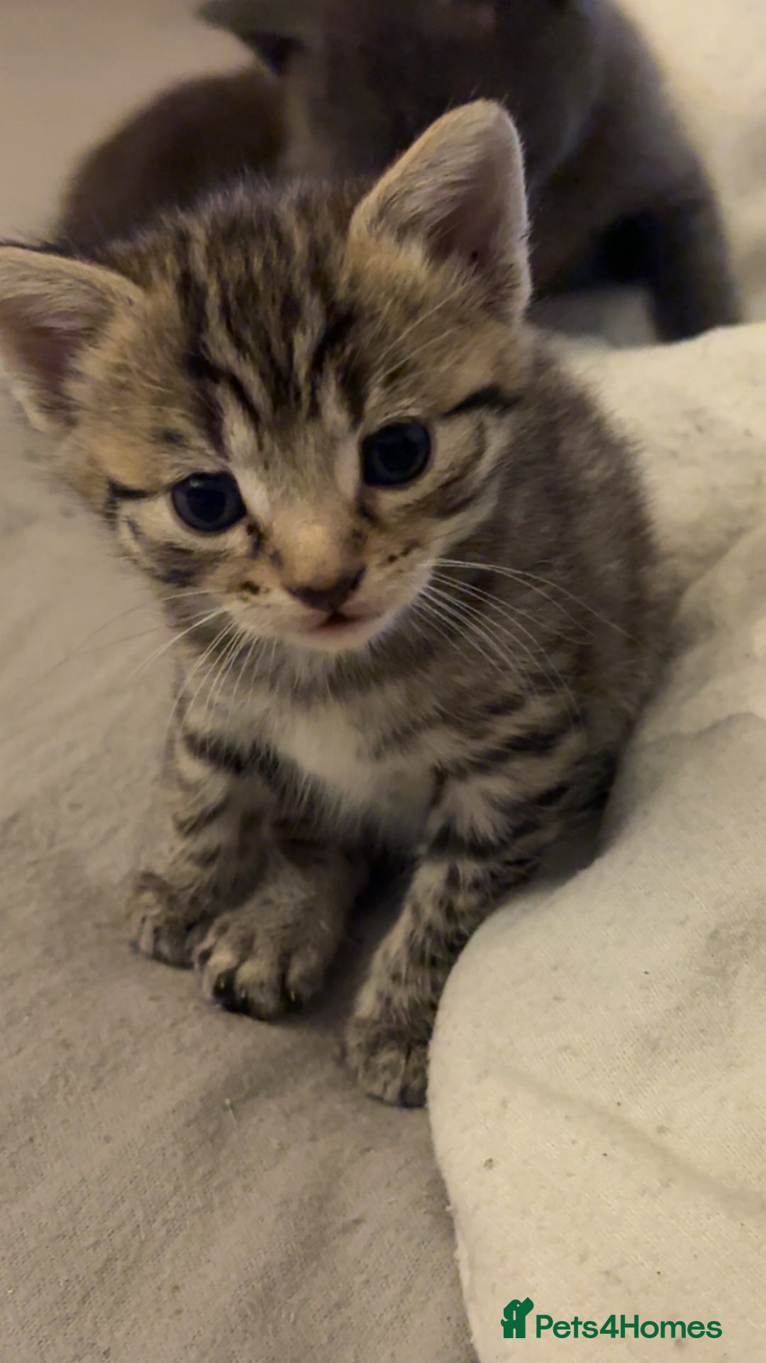Mixed Breed cats for sale: 2 stunning kittens  - Image 1