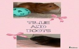 Guinea Pig rodents for sale: 2 female guinea pigs (RESERVED)  in Newport - Image 2