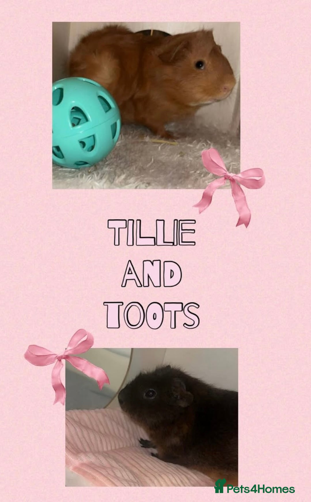 Guinea Pig rodents for sale: 2 female guinea pigs (RESERVED)  in Newport - Image 2