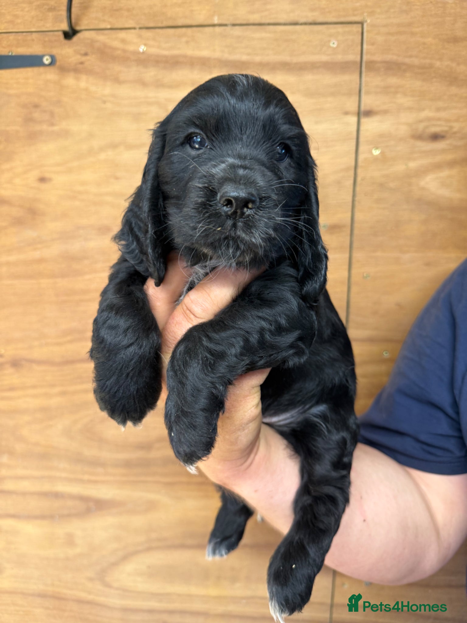 Cocker Spaniel dogs for sale: 5 Gorgeous Chunky Show Type Cocker Spaniels  - Advert 6