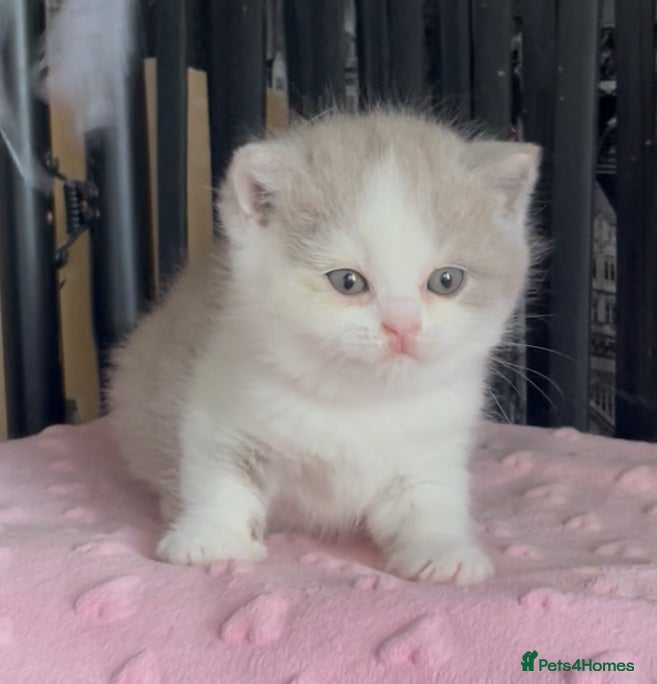 British Shorthair cats for sale: Beautiful BSH Champion line Kittens  - Advert 27