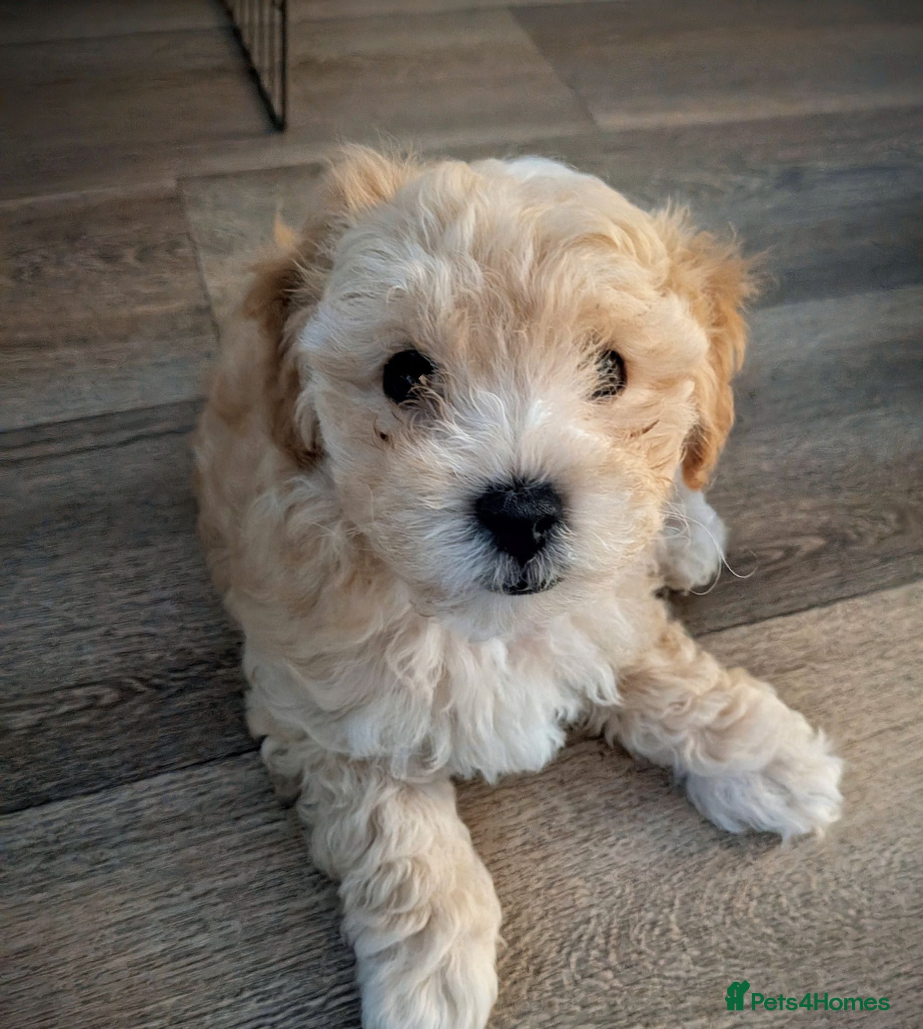 Maltipoo dogs Tiny Maltipoo F2😍 - Advert 11