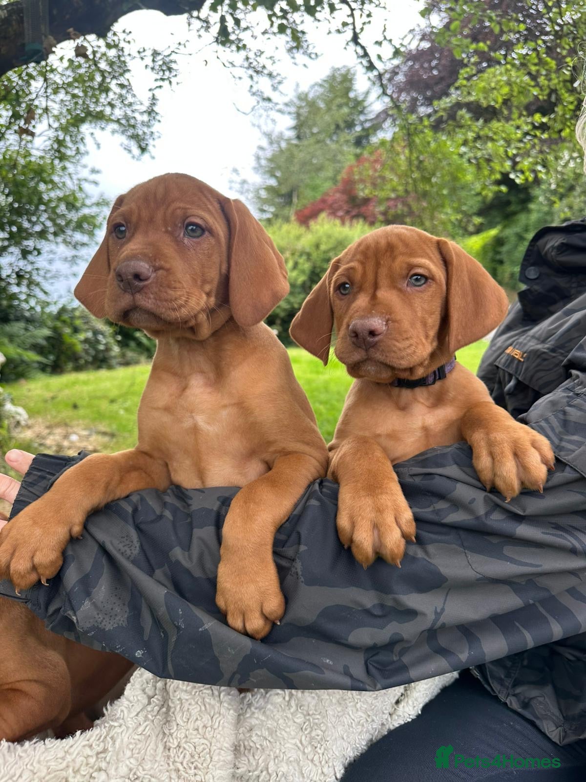 Hungarian Vizsla dogs 🐶Adorable KC Hungarian Vizsla Puppies 💗🩵 - Advert 2