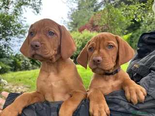 Hungarian Vizsla dogs 🐶Adorable KC Hungarian Vizsla Puppies 💗🩵 - Advert 1
