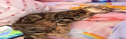 Mixed Breed cats for sale: Rehome for Hazel tabby cat  - Advert 5