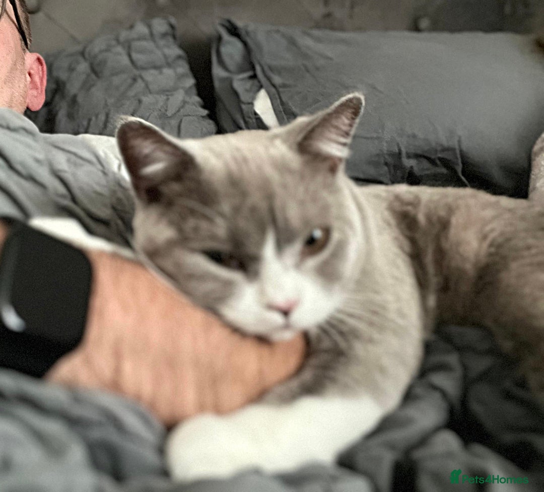 British Shorthair cats for sale: Beautiful BH Bicolour Kittens. Ready now! - Image 20
