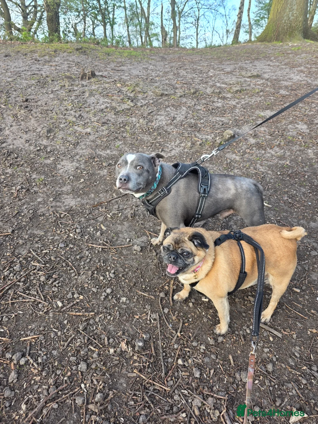 Mixed Breed dogs for sale: Lovely bonded older pair - Advert 1
