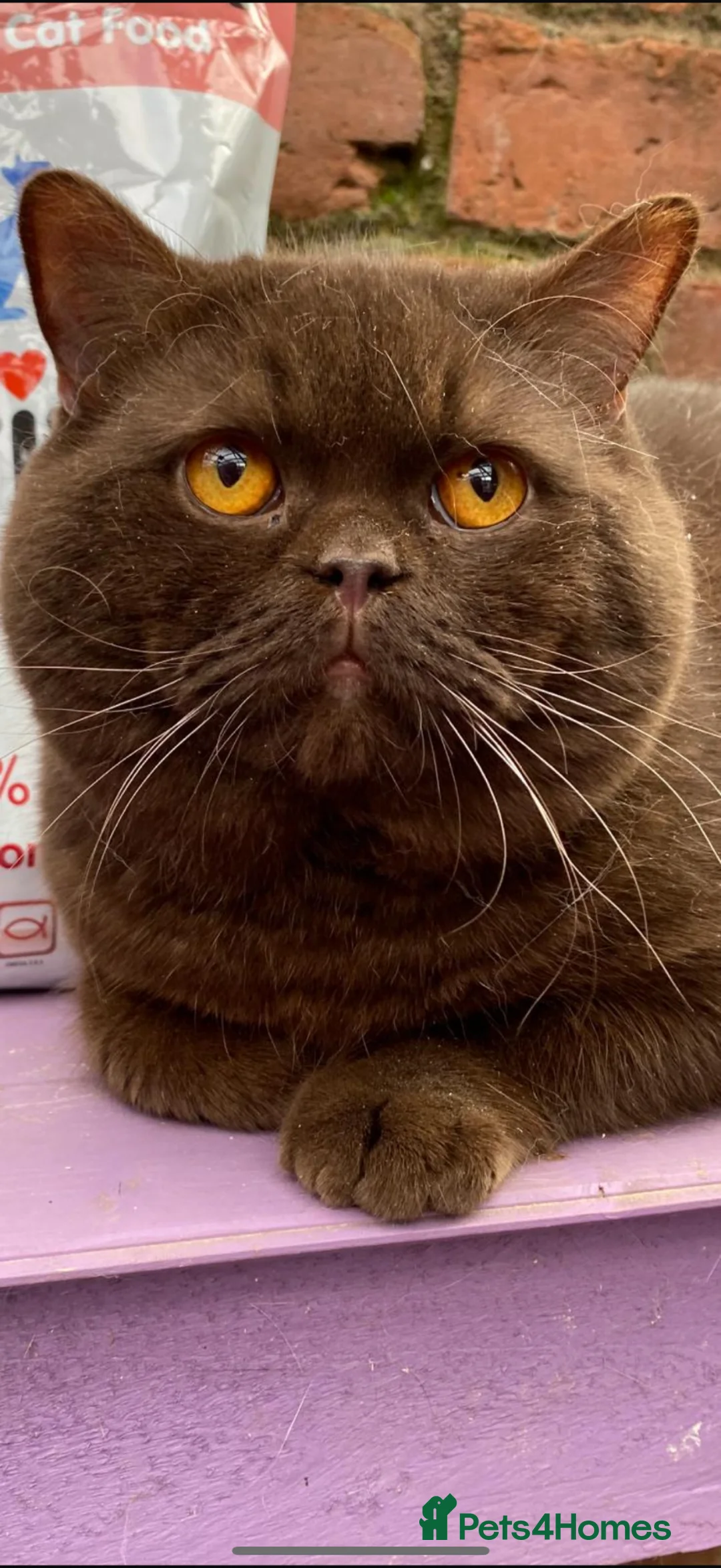 British Shorthair cats for sale: British kittens for sale  - Advert 17