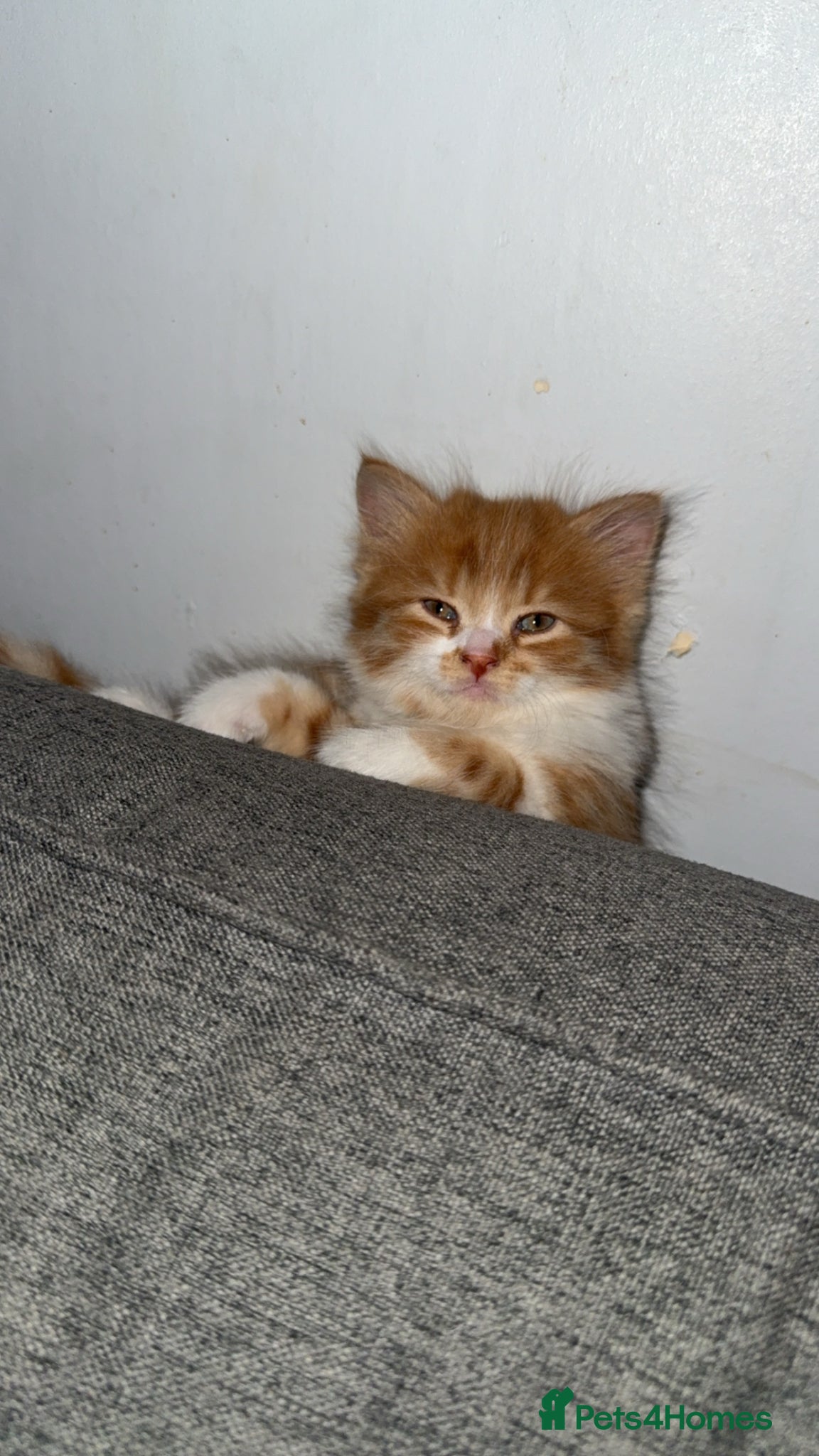 Persian Kitten 2