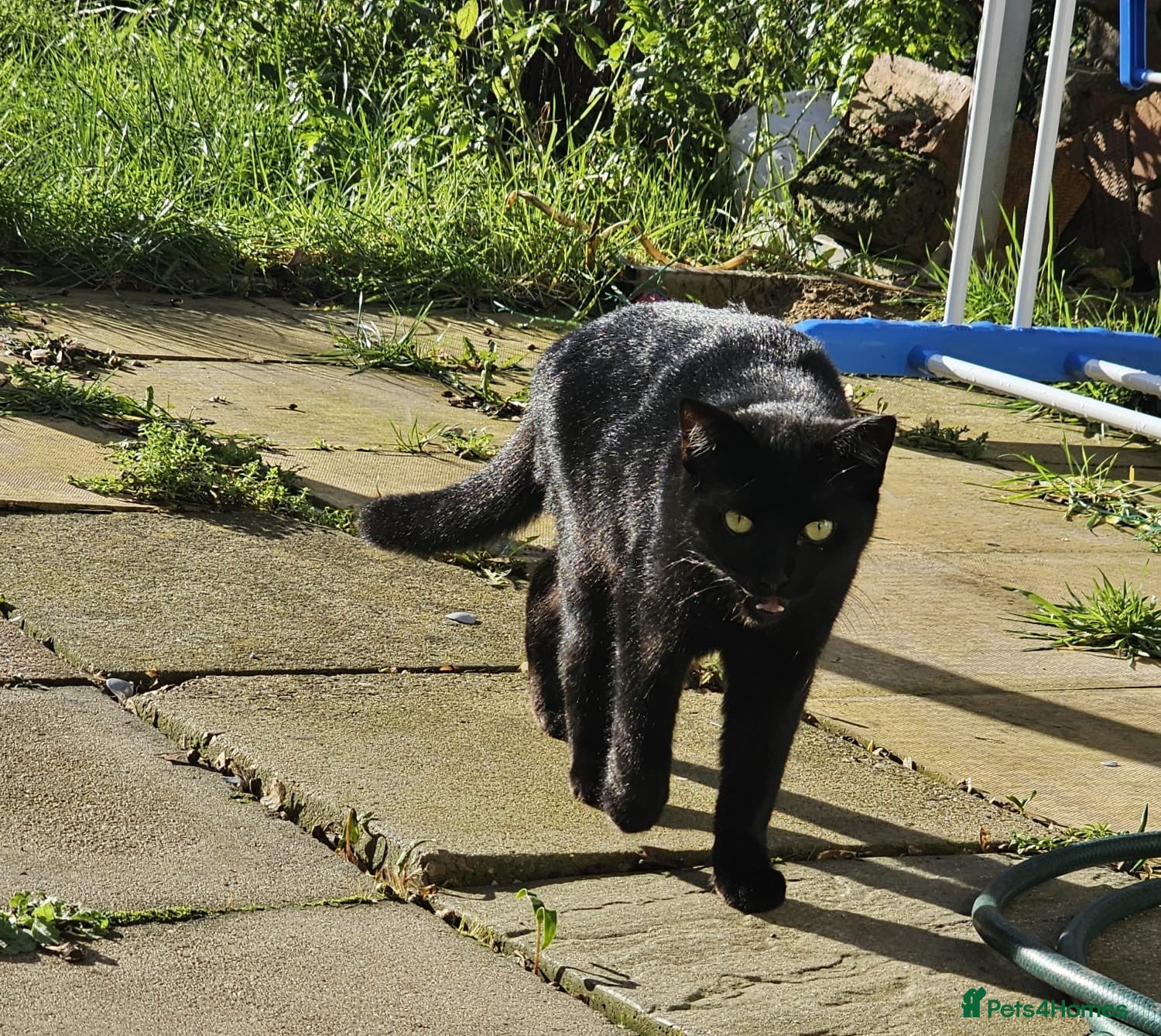 Mixed Breed cats Shaky - Advert 2