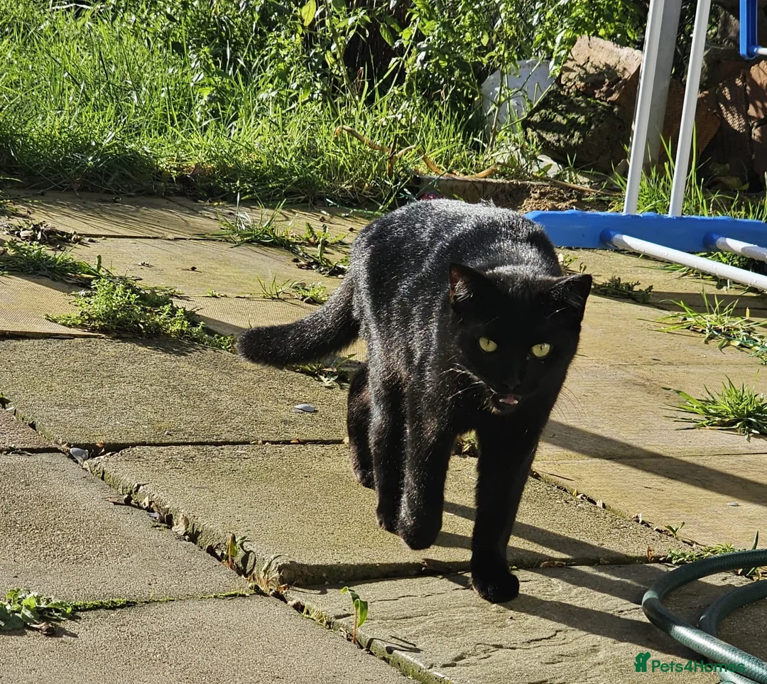 Mixed Breed cats for sale: Shaky - Advert 1