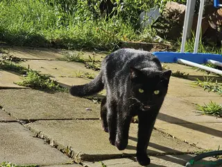 Mixed Breed cats Shaky - Advert 2