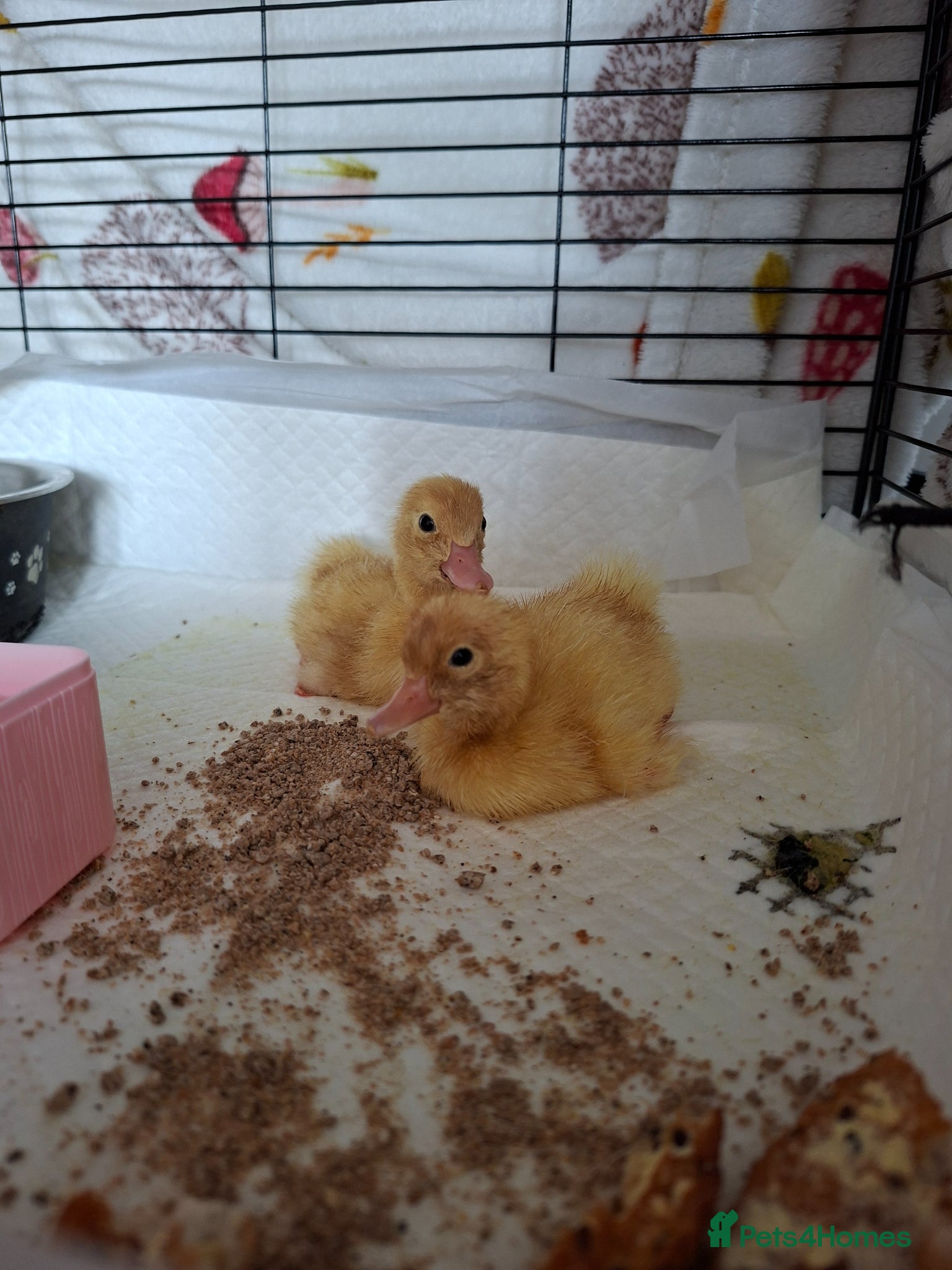 Ducks poultry 2 mixed breed ducklings for sale - Advert 1