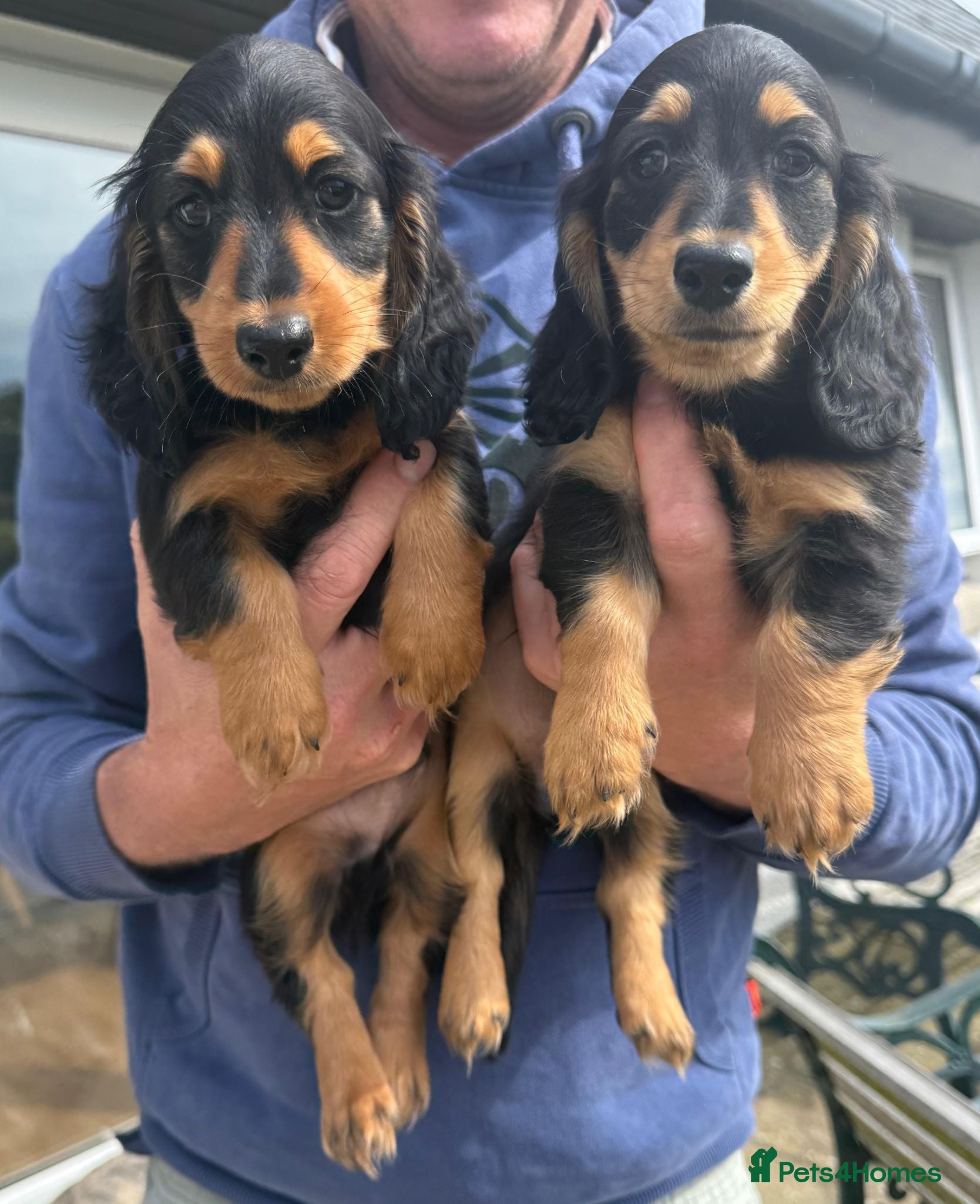Miniature Dachshund dogs  Male B&T KC reg, mini long dachshund puppies. - Advert 1