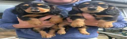 Miniature Dachshund dogs for sale: KC reg, mini long dachshund puppies - Advert 8