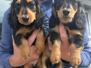 Miniature Dachshund dogs Male B&T KC reg, mini long dachshund puppies. - Advert 1