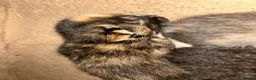Mixed Breed cats for sale: 5 Mixed Bengal Kittens  in Bristol - Advert 17
