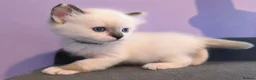 Ragdoll cats for sale: Registered ragdoll kittens by grand champion in Scunthorpe - Advert 10