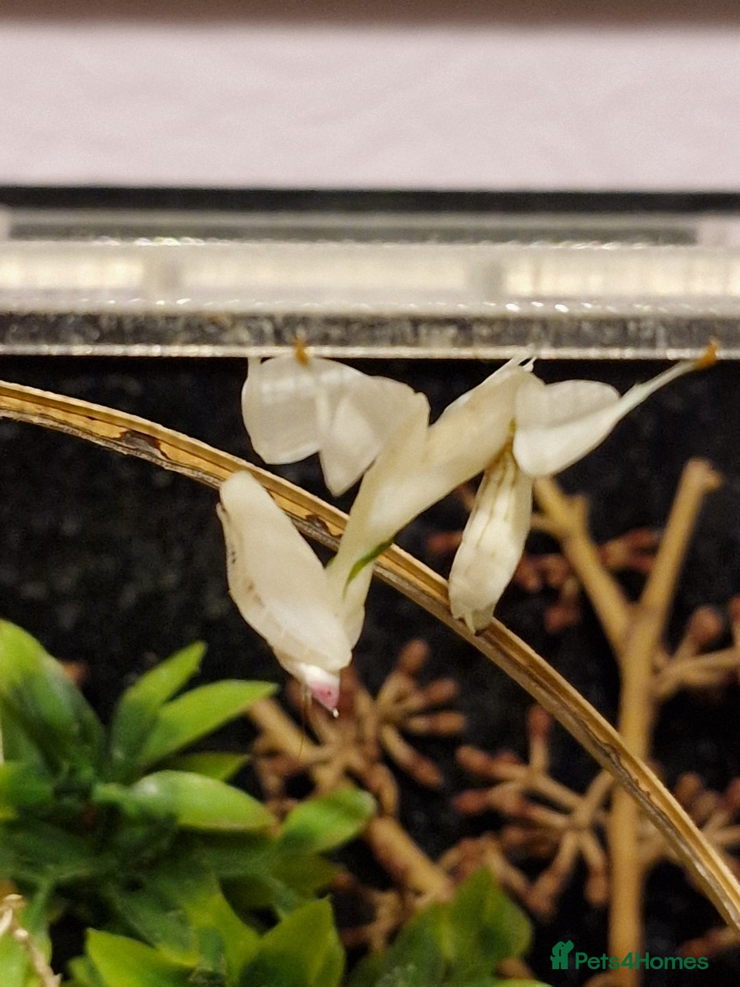 Praying Mantis invertebrates for sale: Orchid Praying Mantis with enclosure  - Advert 4