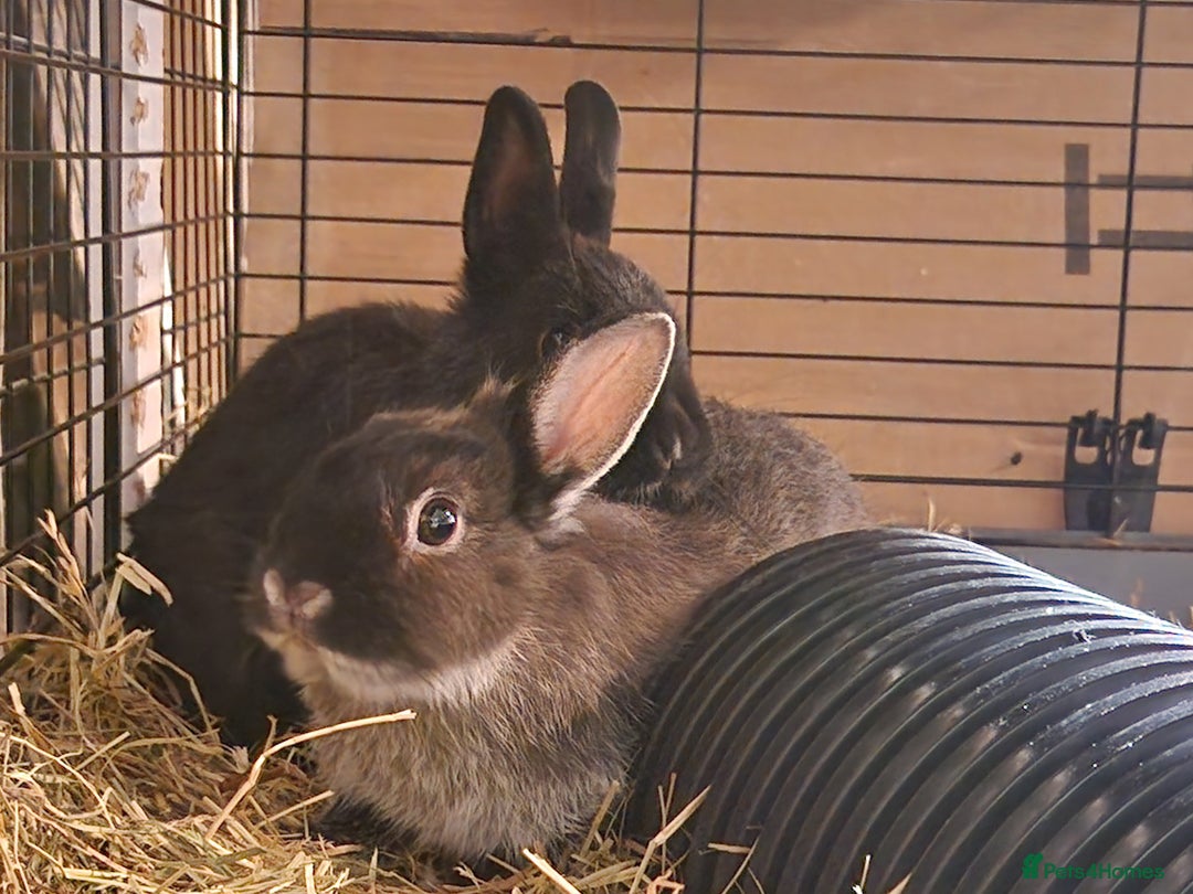 Netherland Dwarf rabbits for sale: Adorable, sweet, purebred Netherland dwarf girls - Image 2