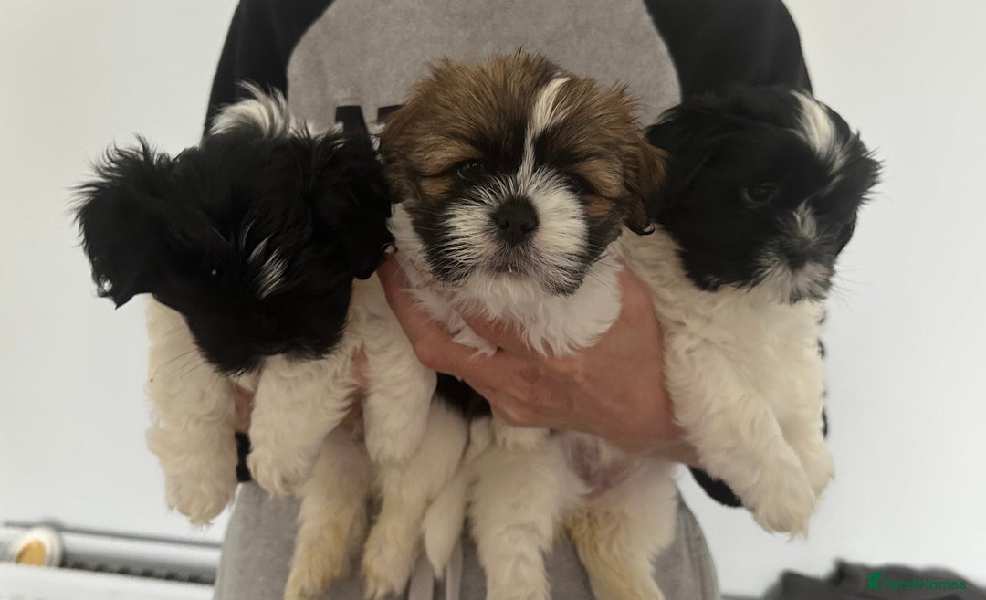 Lhasa Apso dogs for sale: Stunning Litter Lhasa Apsos * 3 Remaining * - Image 15