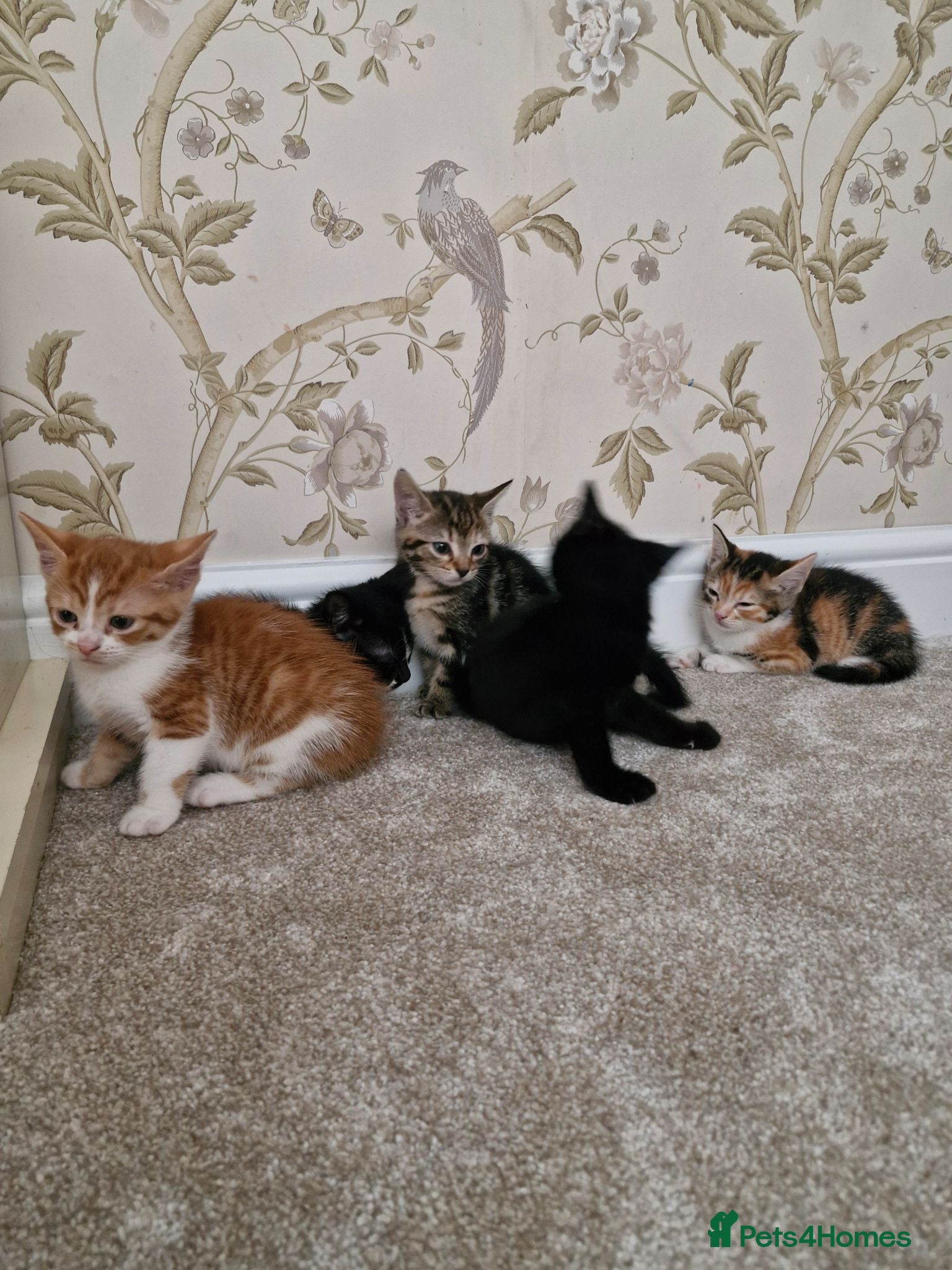 Mixed Breed cats Kittens Ready Now - Advert 1
