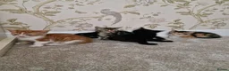Mixed Breed cats for sale: Kittens Ready Now in Basildon - Advert 6