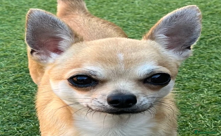 Chihuahua dogs - Advert 2