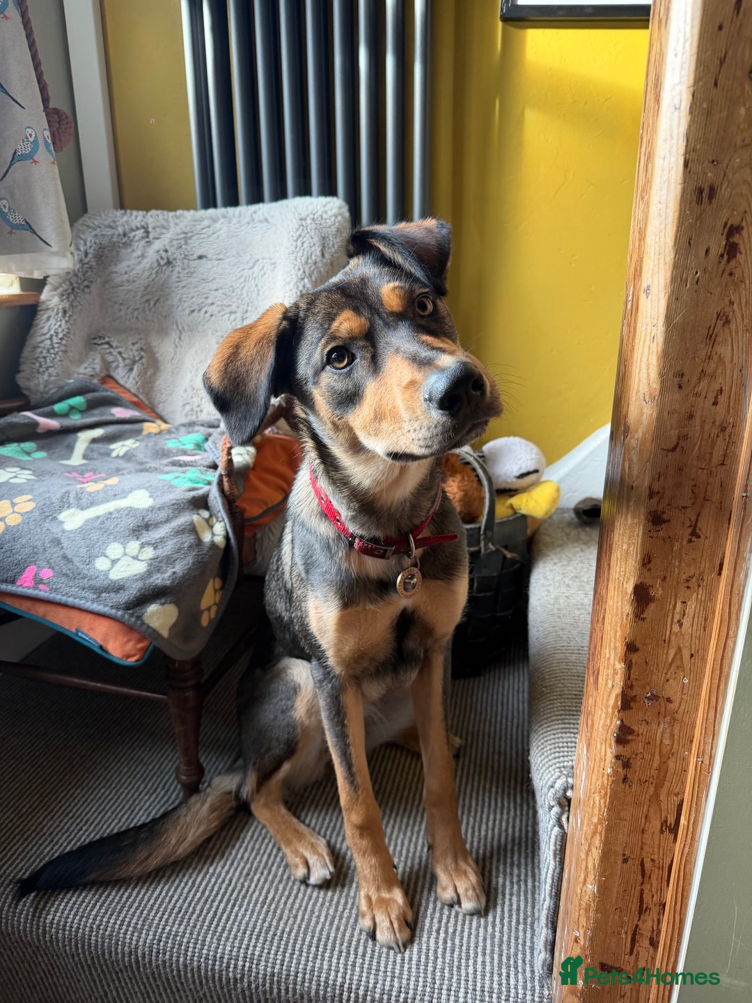 Huntaway dogs for sale: Huntaway  - Advert 1