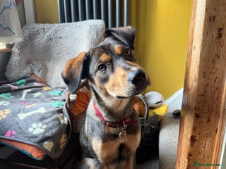 Huntaway dogs Huntaway - Advert 5