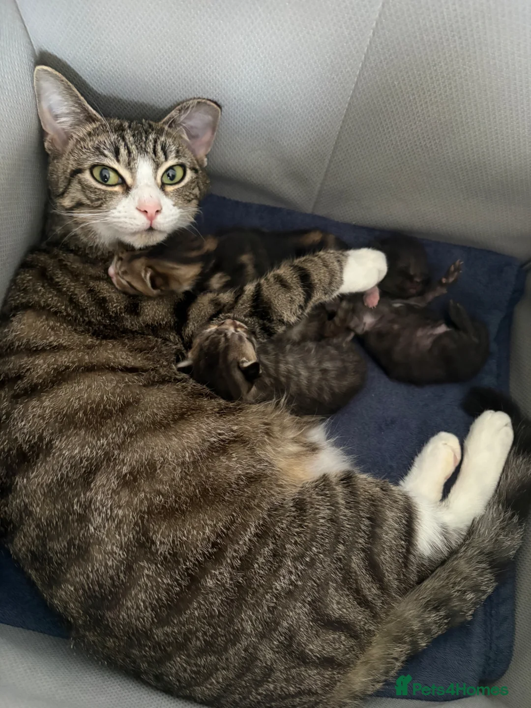 American Wirehair cats for sale: Cuties  in Mitcham - Advert 13