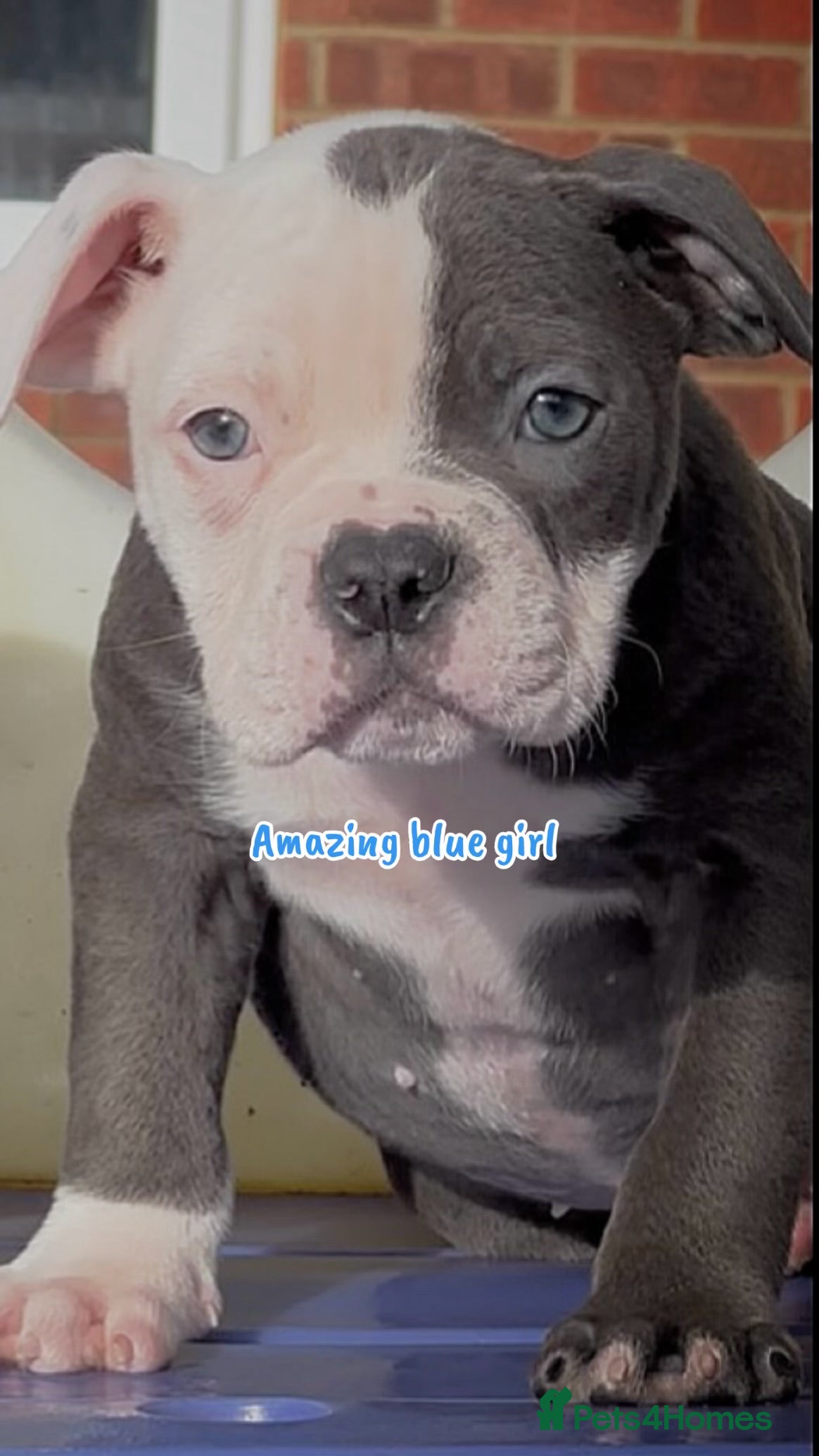 Old Tyme Bulldog dogs 23 years 5⭐️Rated Licensed professionals  - Advert 8