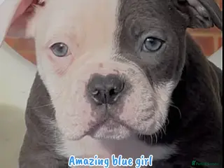 Old Tyme Bulldog dogs 23 years 5⭐️Rated Licensed professionals - Advert 8