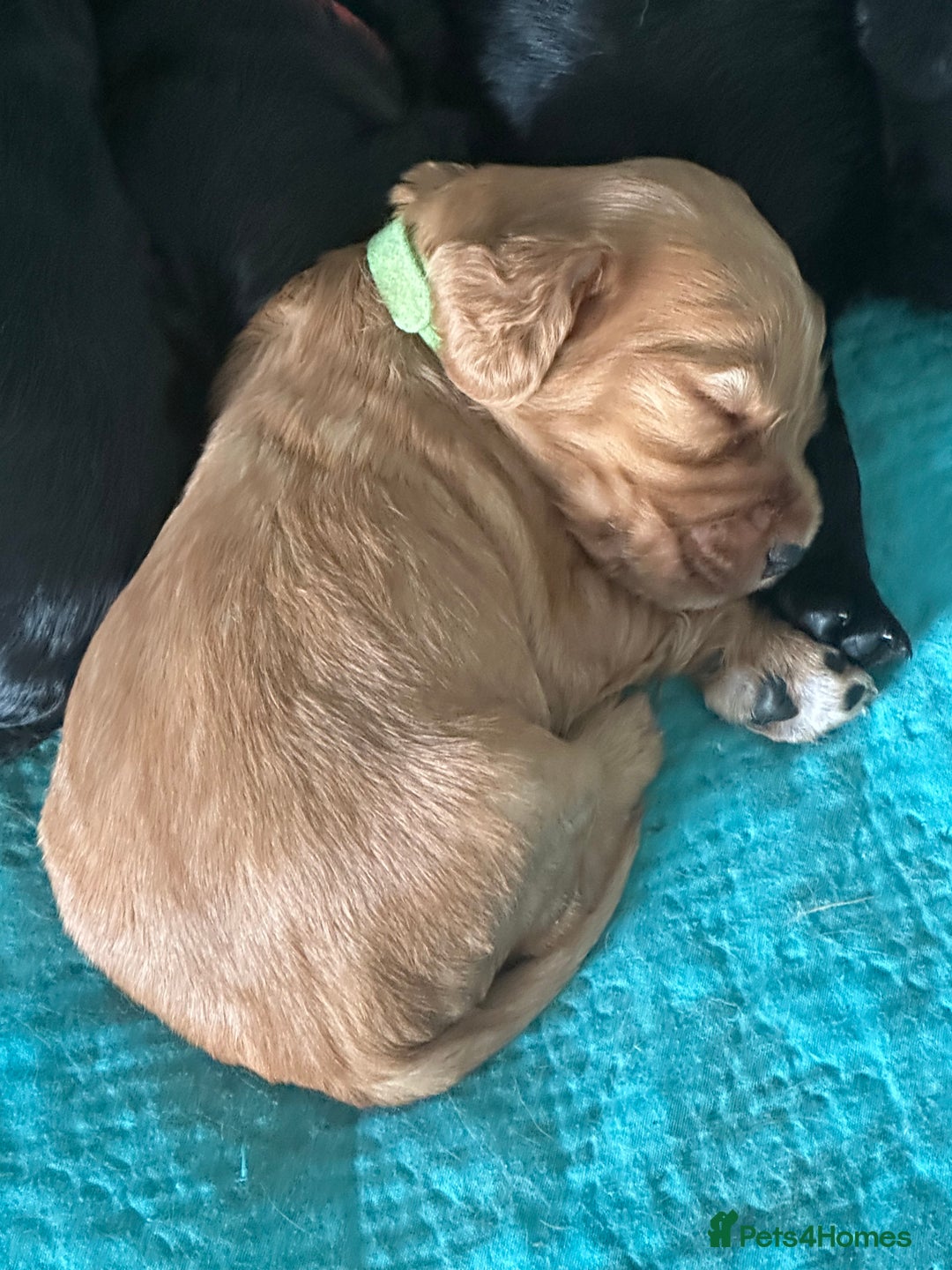 Cocker Spaniel dogs for sale: Beautiful Cocker Spaniel Puppies - Image 2