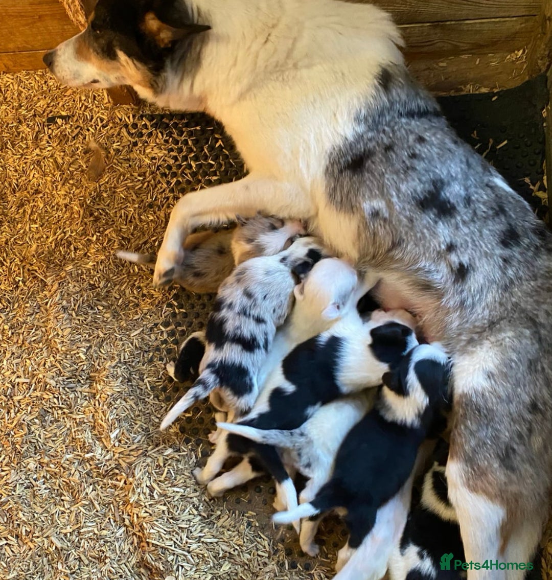 Border Collie dogs for sale: 10 week old stunning border collie merle for sale  - Image 3