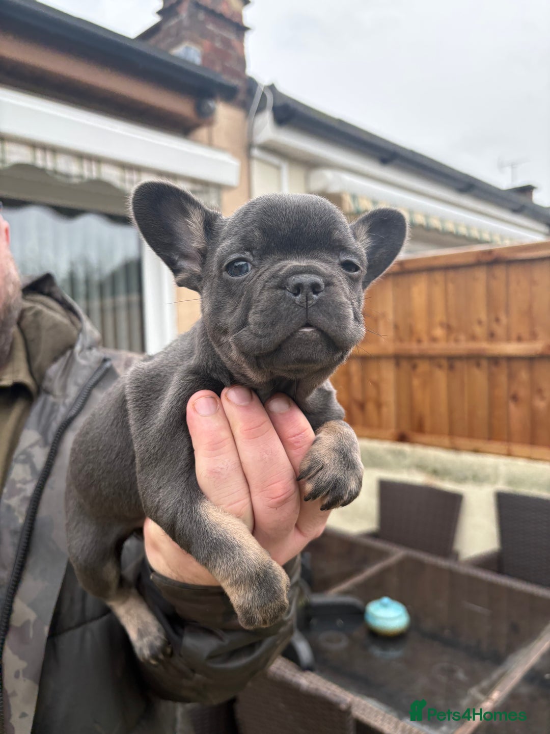 French Bulldog dogs for sale: French Bulldog Puppys - Advert 3