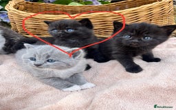 Scottish Fold cats for sale: Cute&Cuddy Scottish fold kittens - Image 8