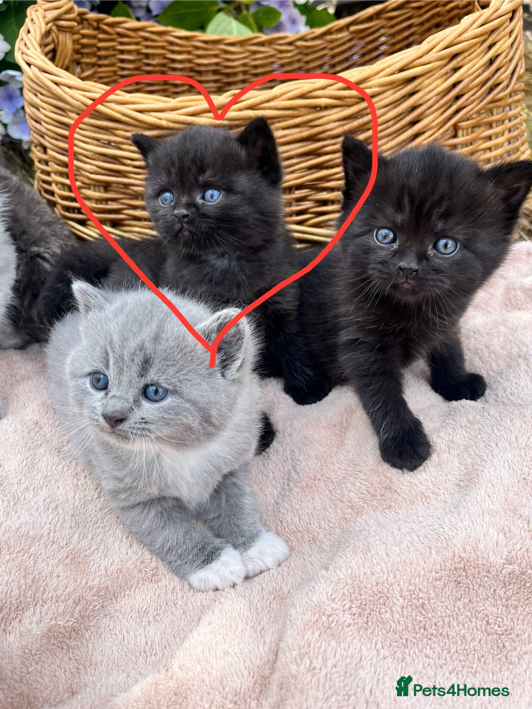 Scottish Fold cats for sale: Cute&Cuddy Scottish fold kittens - Image 8